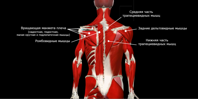 коррекция осанки: слабые мышцы